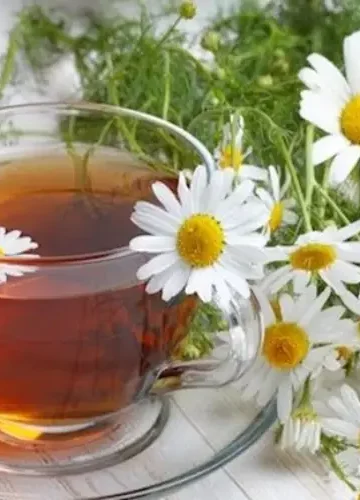 Receita de Chá de Camomila os Benefícios para Saúde